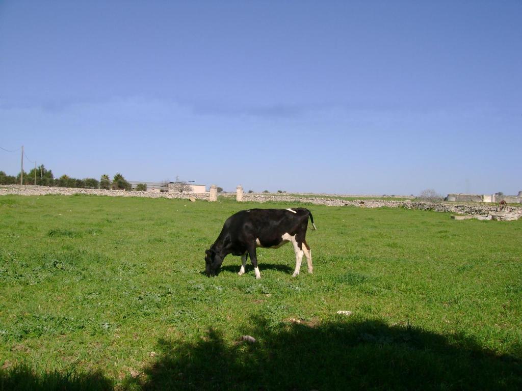 Masseria Cassiere Mottola Bagian luar foto